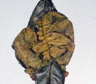 FOTO 1 400X344